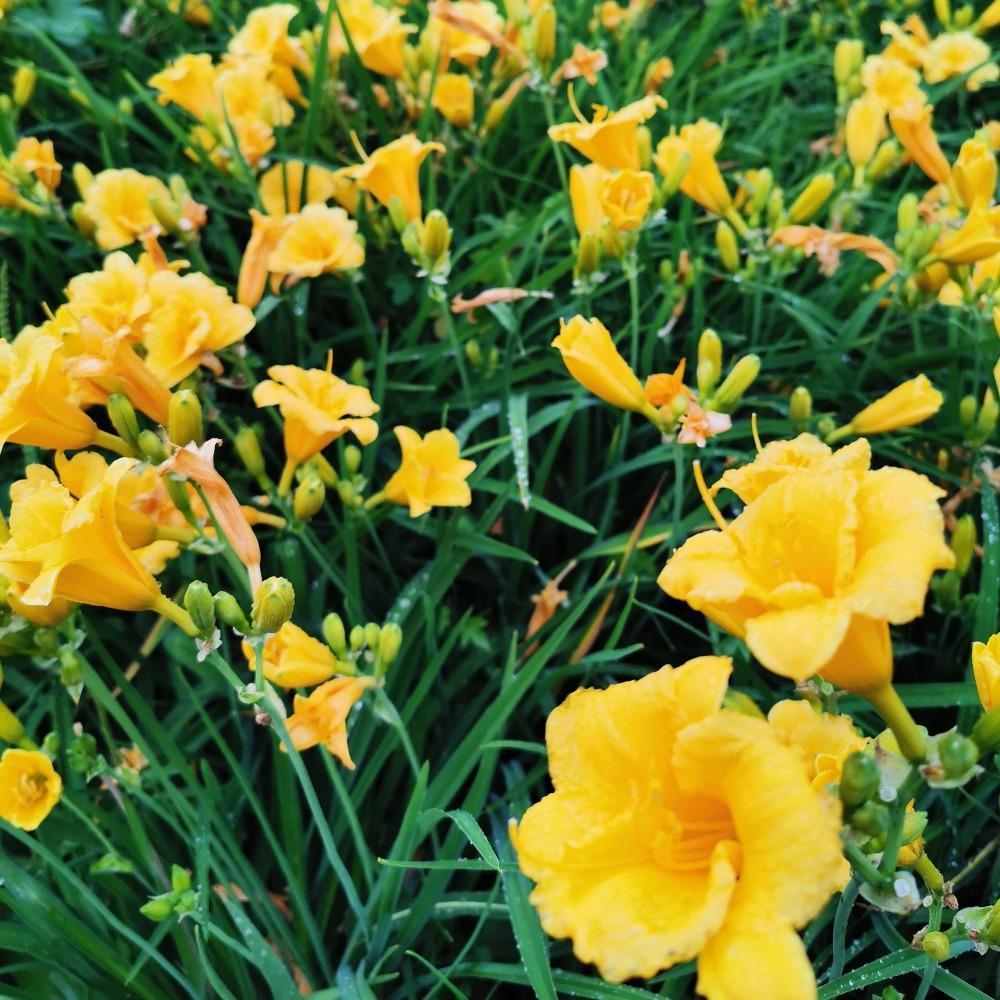 金娃娃萱草 彦涛苗圃 东北宿根花卉基地 金娃娃萱草价格