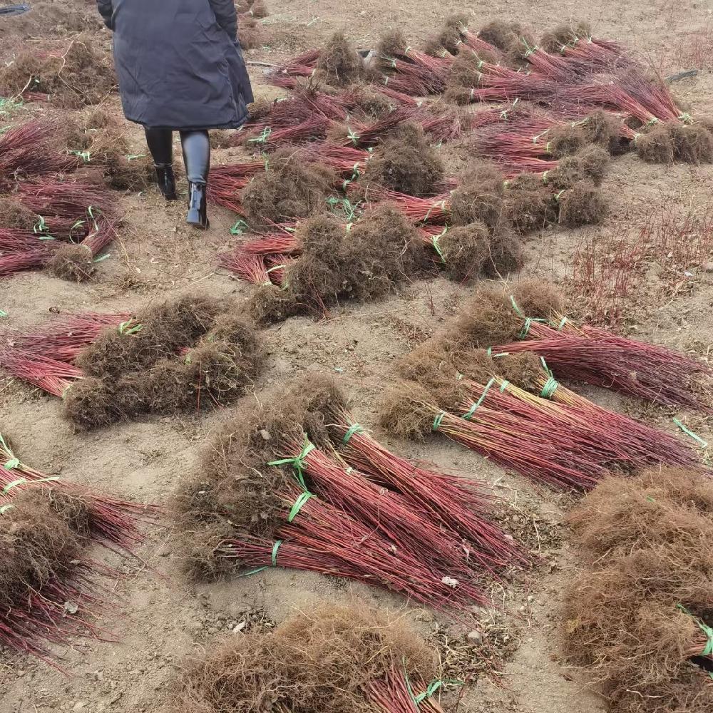 红瑞木价格优惠 常年供应 红瑞木小苗 绿化彩色绿篱 价格优惠
