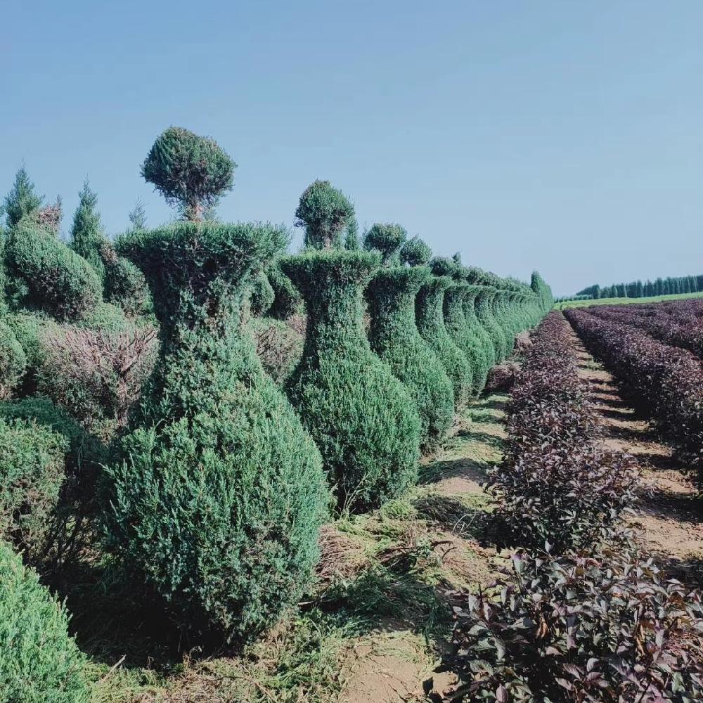 常绿造型树价格 彦涛苗圃 桧柏造型树苗
