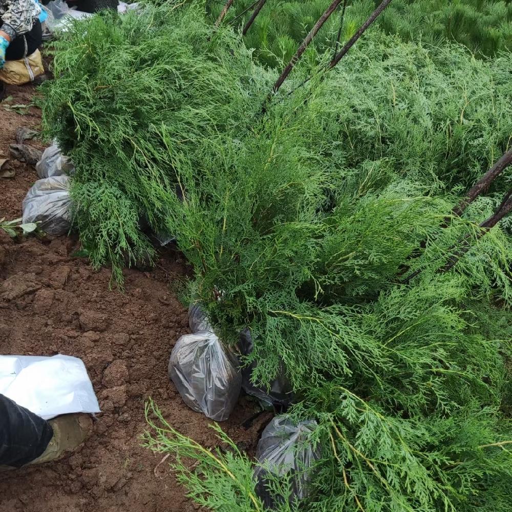  侧柏苗基地 侧柏杯苗价格 价格合理 彦涛苗圃