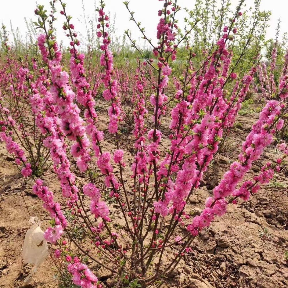 彦涛苗圃 榆叶梅树苗 丛生榆叶梅 榆叶梅大墩 苗圃直销 货源充足 价格合理