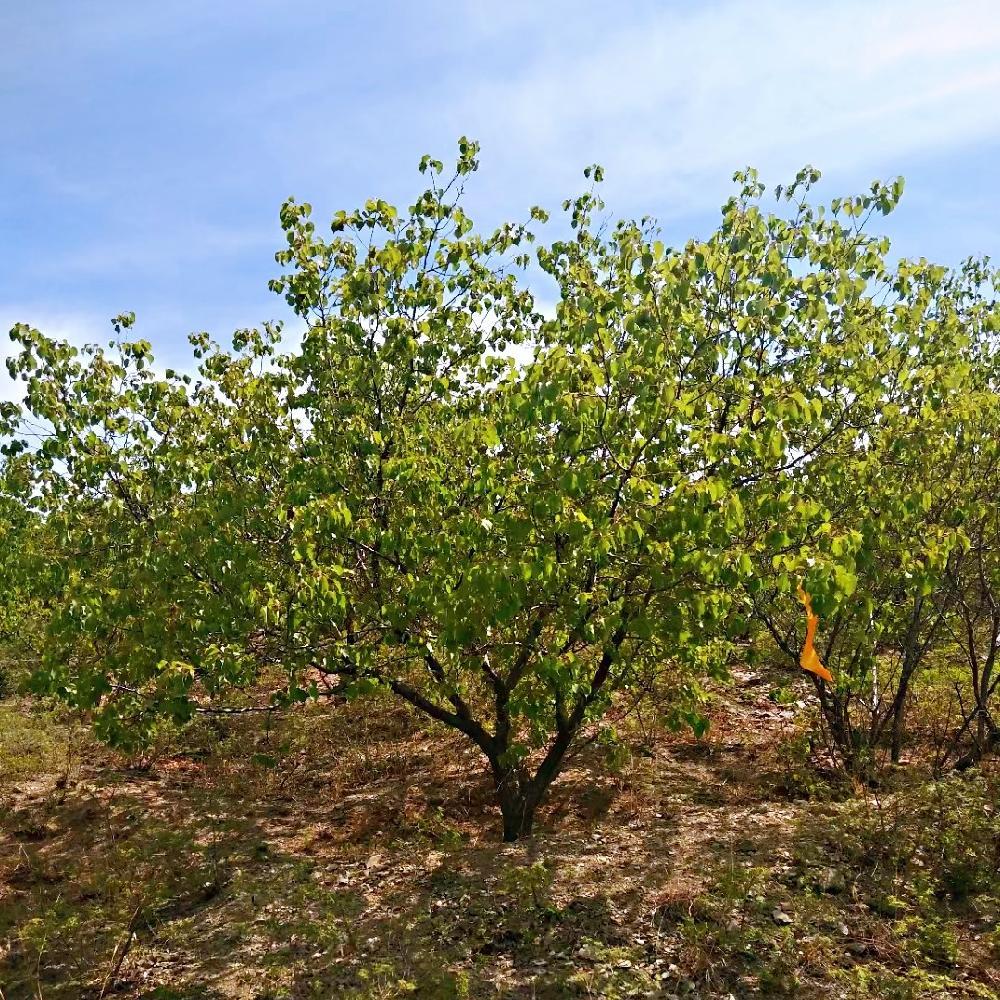 彦涛苗圃 山杏树价格 小区绿化杏树 精品山杏10-12公分
