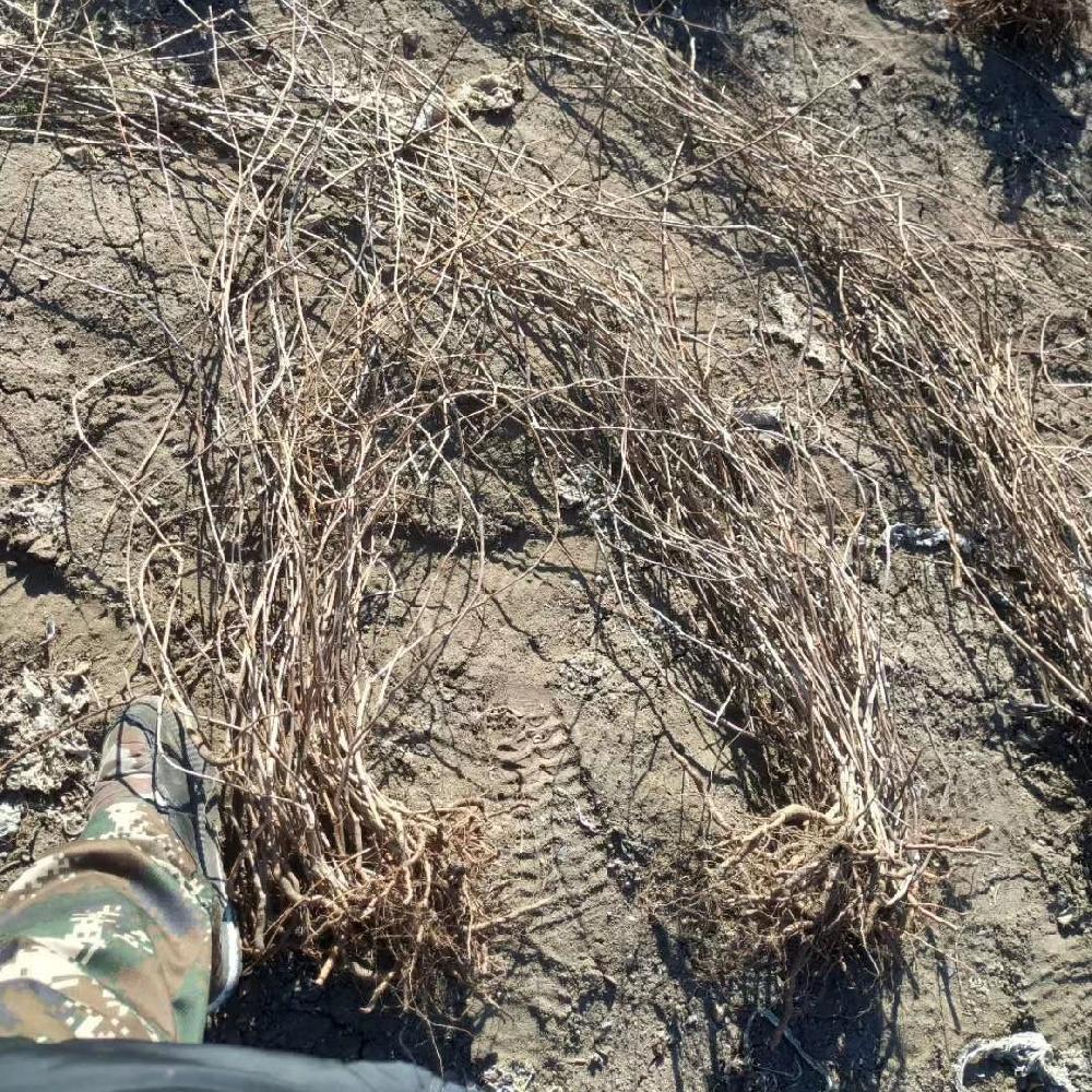  五叶地锦工程苗 爬山虎价格 彦涛苗圃种植 大量批发 量大价低 攀爬植物