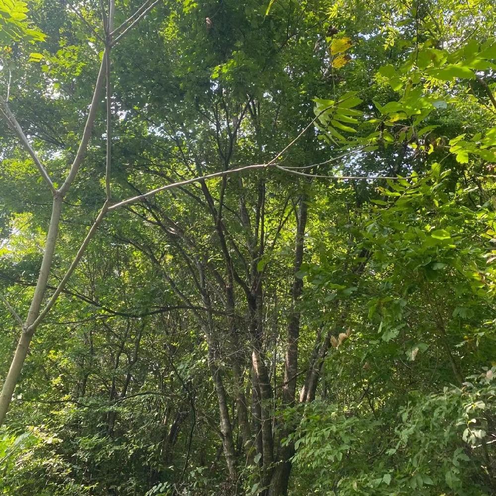 苗圃供应 五角枫 丛生五角枫 价格合理 规格齐全