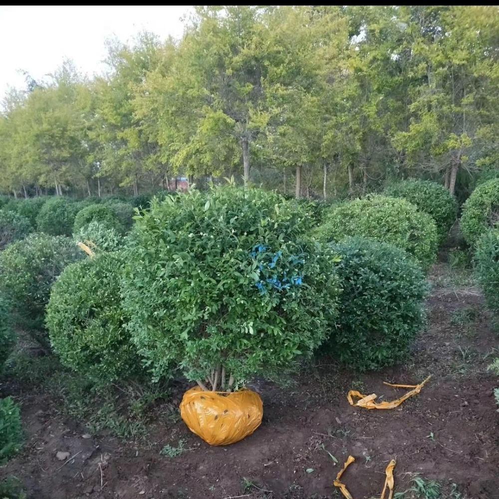 水蜡球 基地直销金叶水蜡 青叶水蜡  精品丛生水蜡球