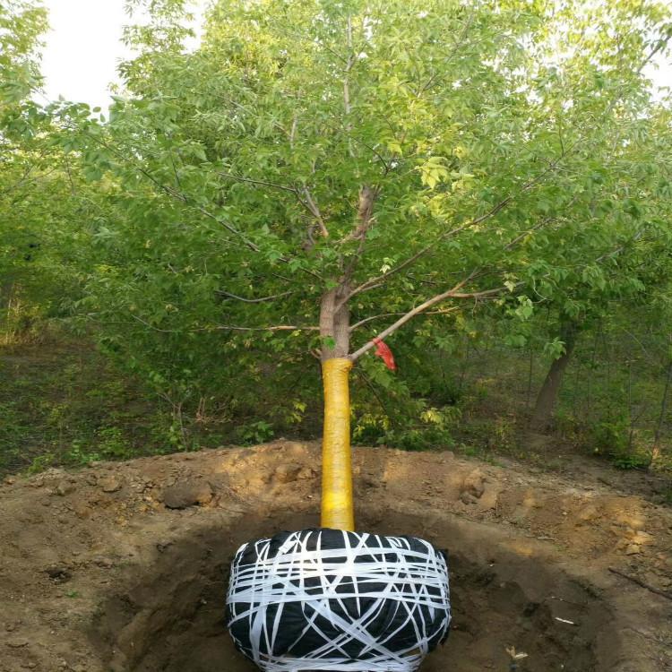 彦涛苗圃 行道乔木 糖槭树 复叶槭价格