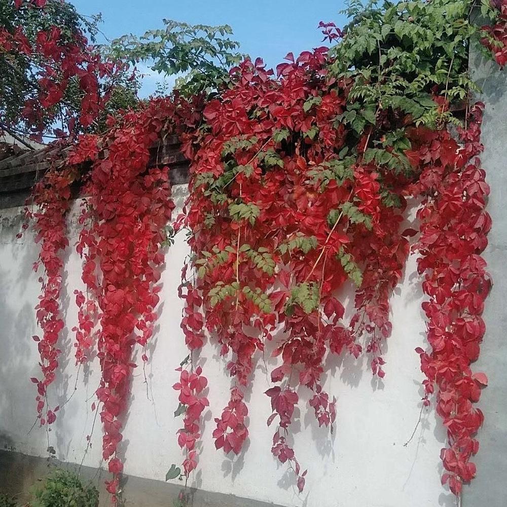 爬山虎价格 爬山虎工程苗 垂直绿化 彦涛苗圃 垂直绿化植物