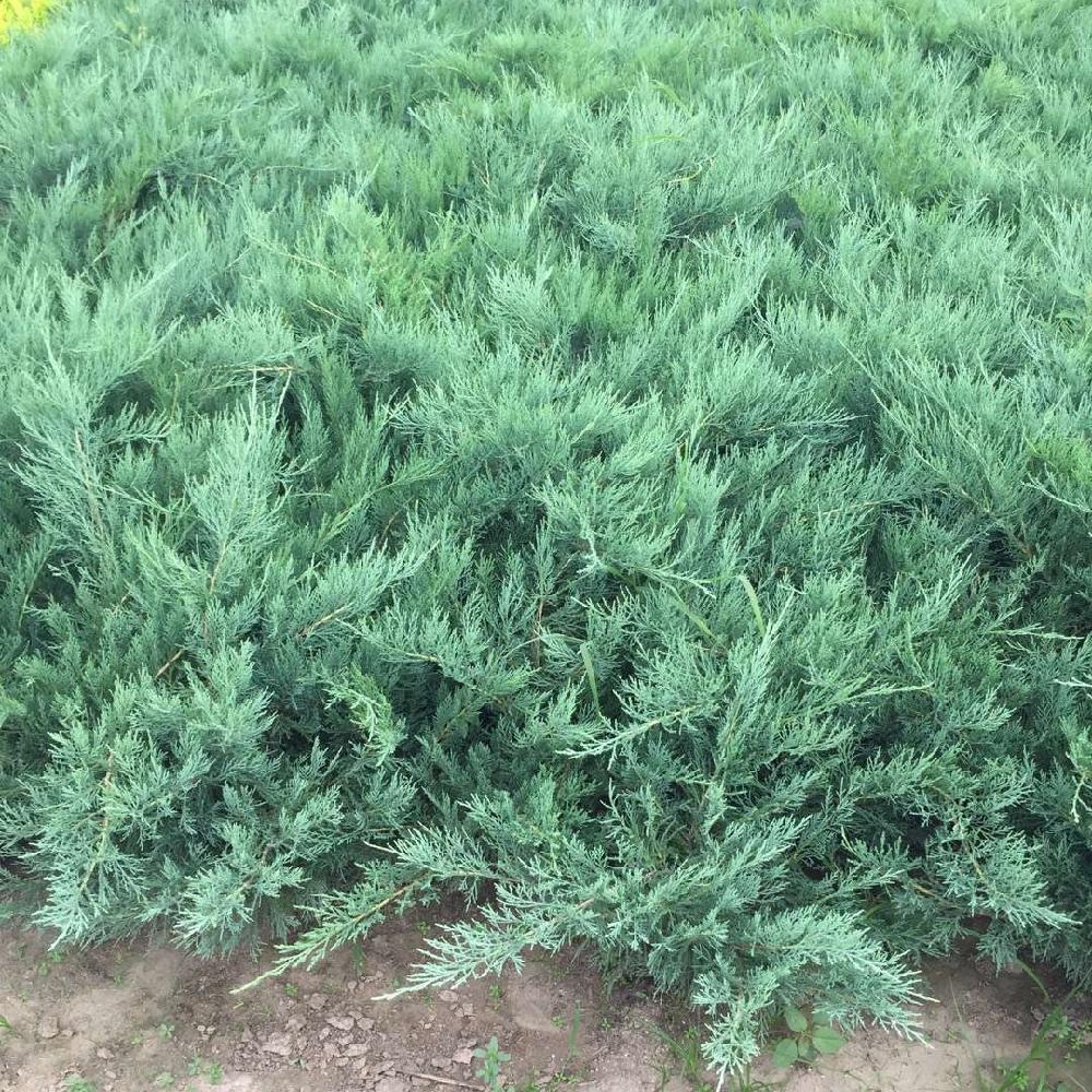 爬地柏 辽宁爬地柏采购基地 彦涛苗圃 爬地柏价格