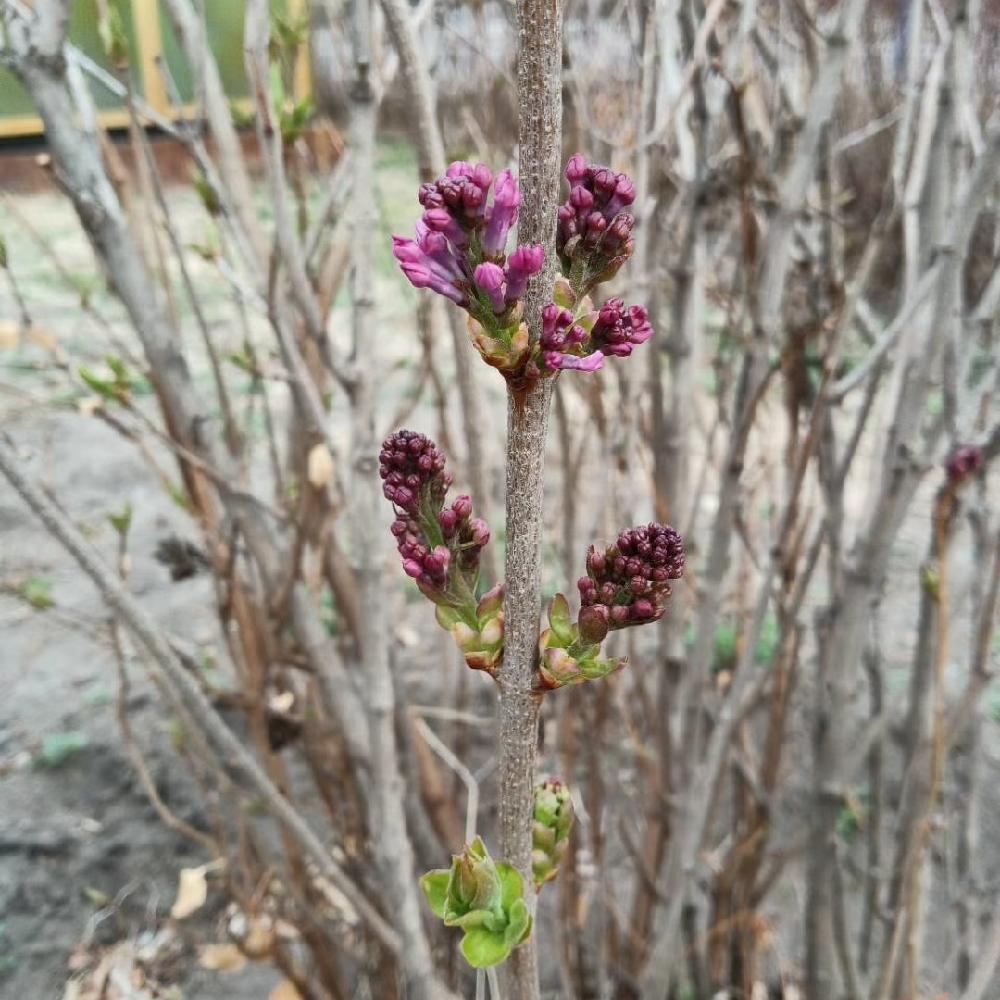 紫丁香 彦涛苗圃 绿化紫丁香 东北紫丁香价格