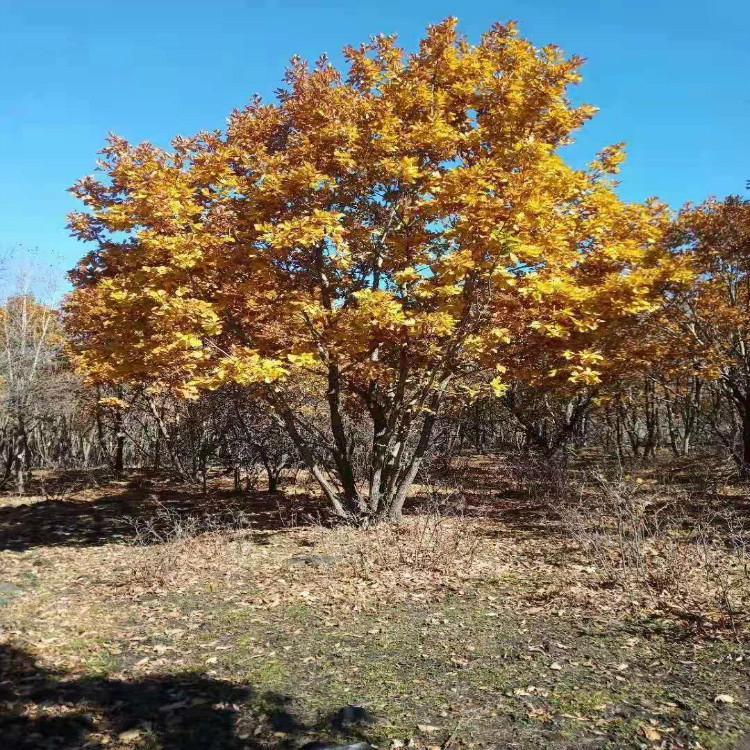 丛生蒙古栎价格 蒙古栎树 彦涛苗圃蒙古栎树 8-10米 