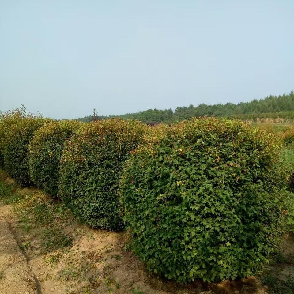 彦涛苗圃 三角枫球价格 冠幅1.2-1.5米 茶条槭球价格 苗圃供应