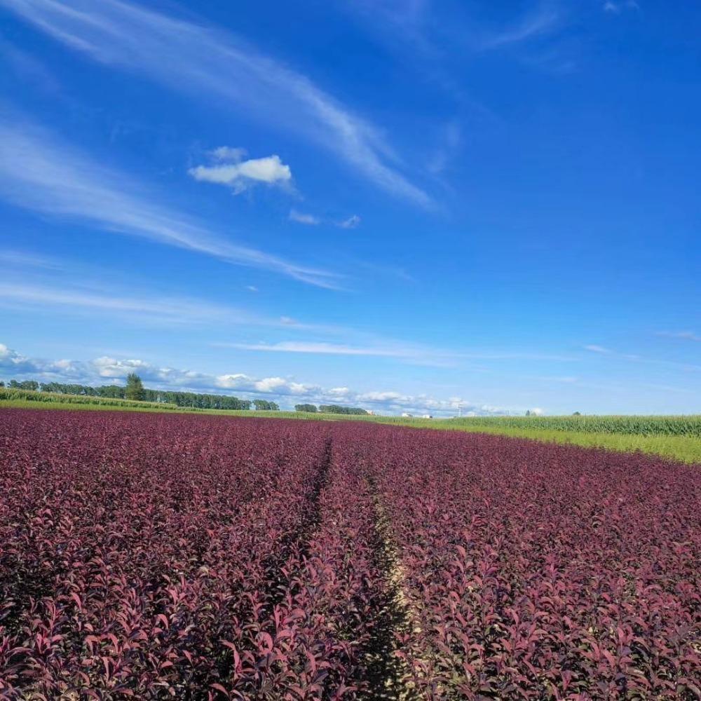 密枝红叶李 基地批售红叶李 红叶紫叶李树苗 红叶李价格