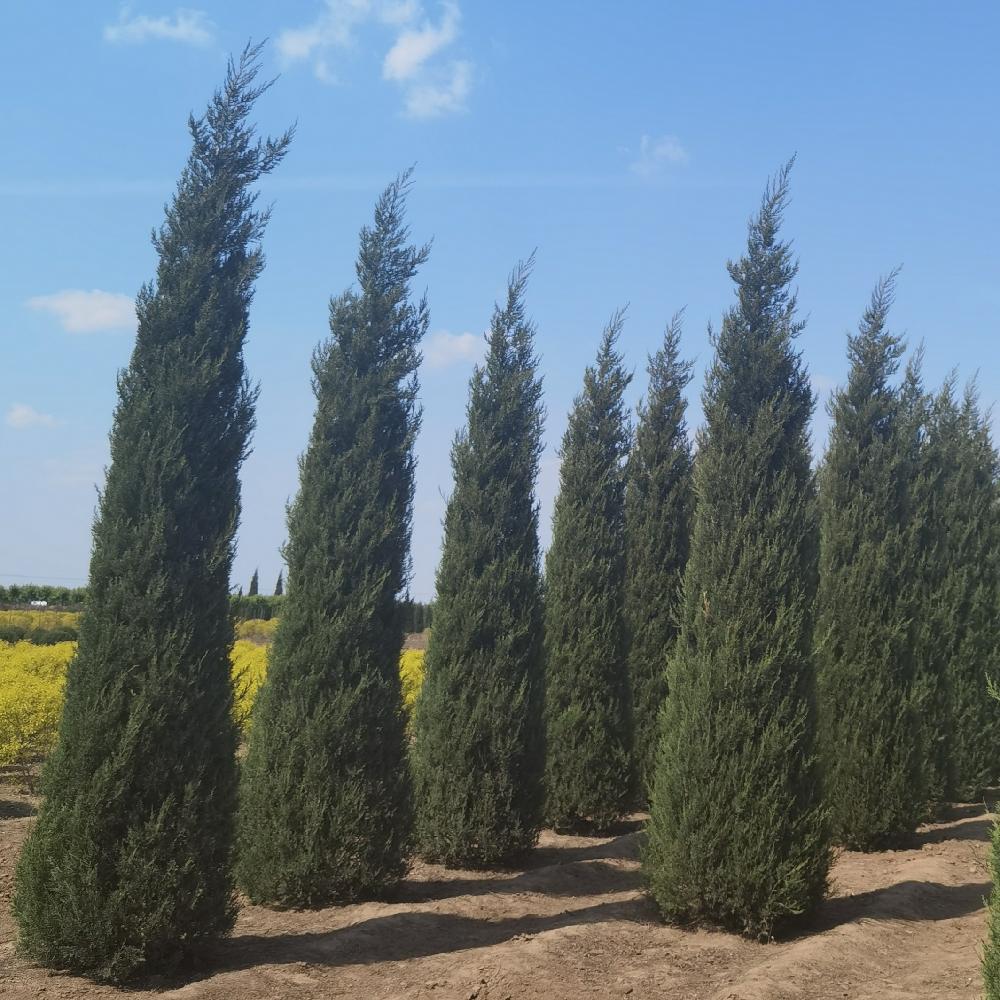 塔柏价格 工程绿化专用塔柏苗 苗圃批发 耐寒绿化 塔柏