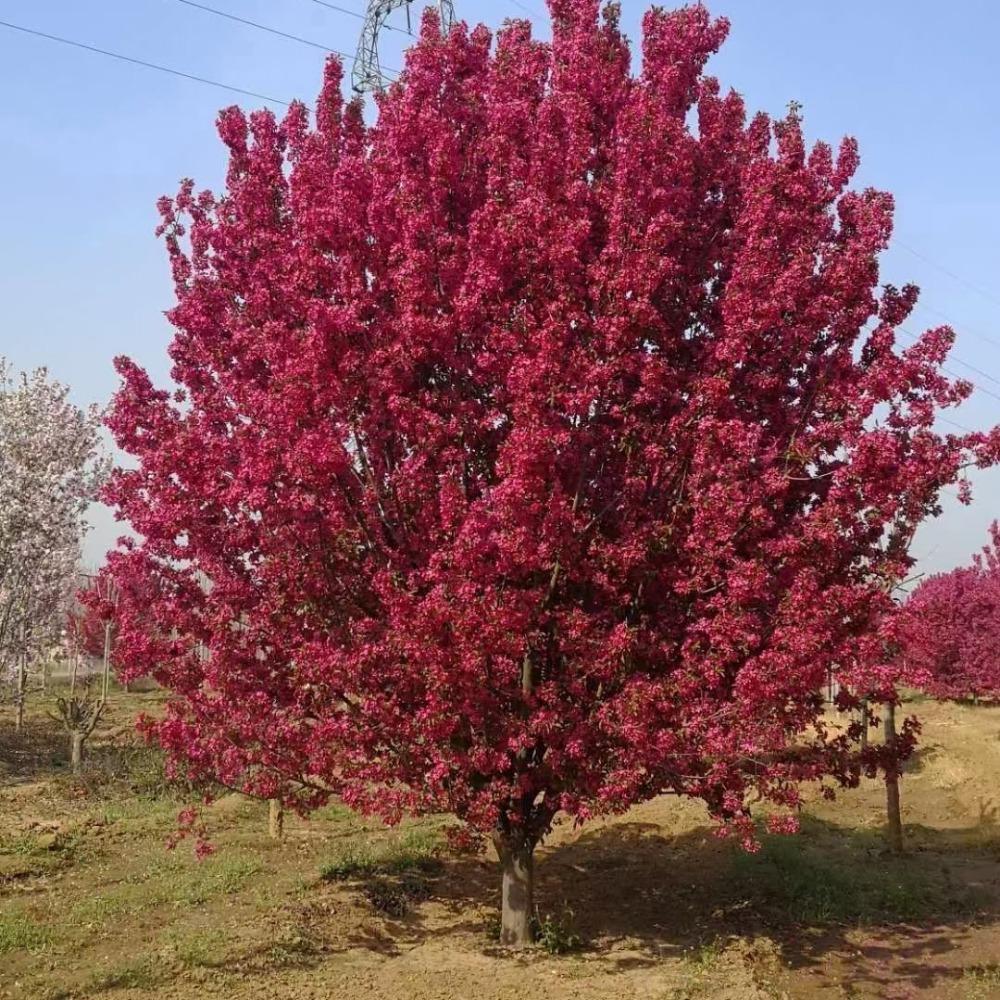 北美海棠树苗 东北 绚丽海棠价格  王族海棠价格低 海棠树苗 规格齐全 价格合理