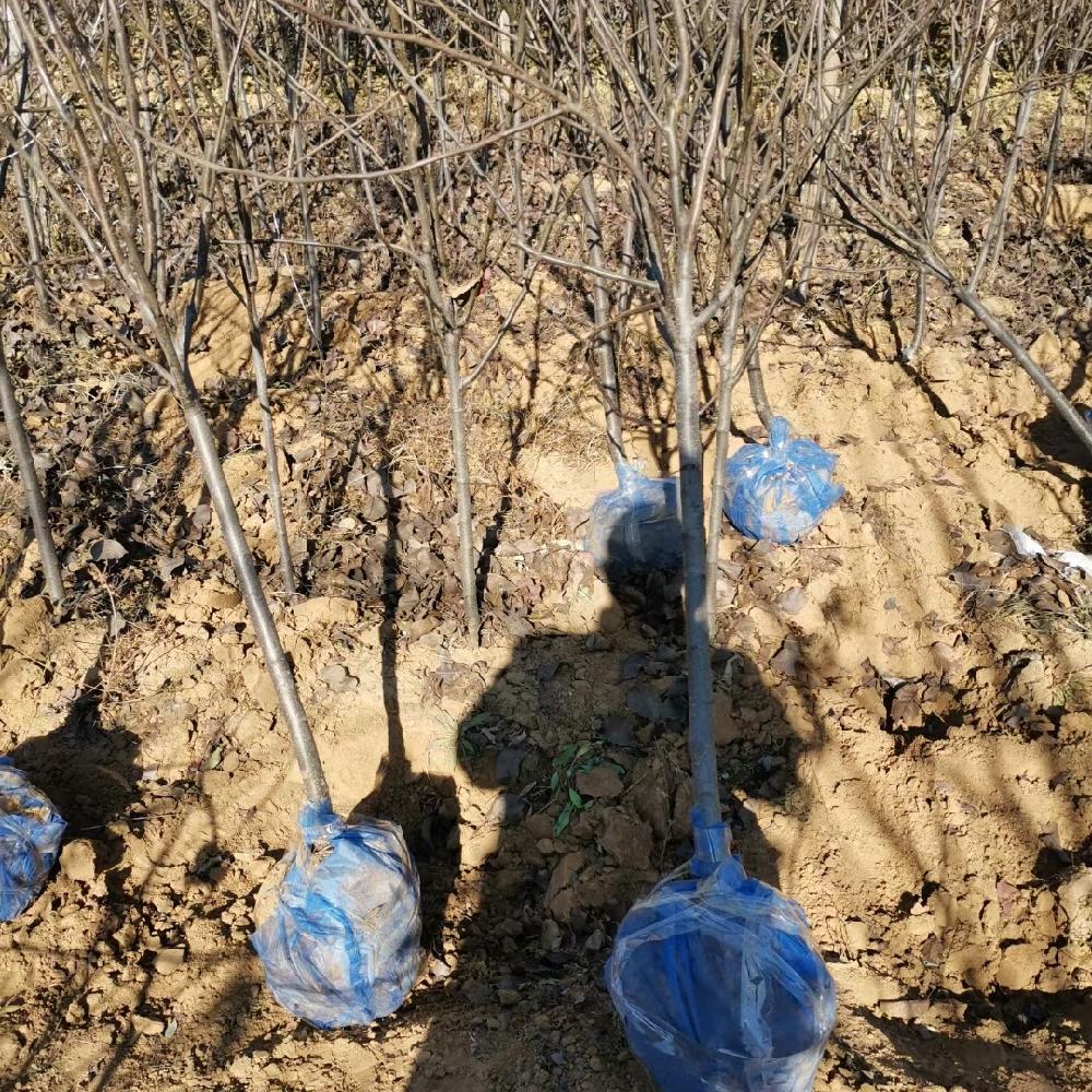 彦涛苗圃 234公分 早熟红利 苹果梨 白梨 价格