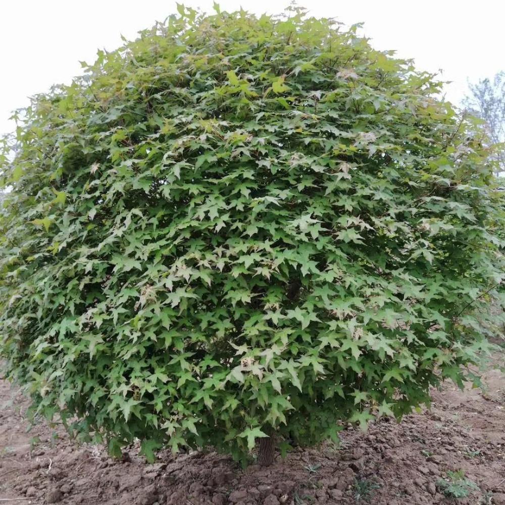 彦涛苗圃 三角枫球价格 冠幅1.2-1.5米 茶条槭球价格 苗圃供应