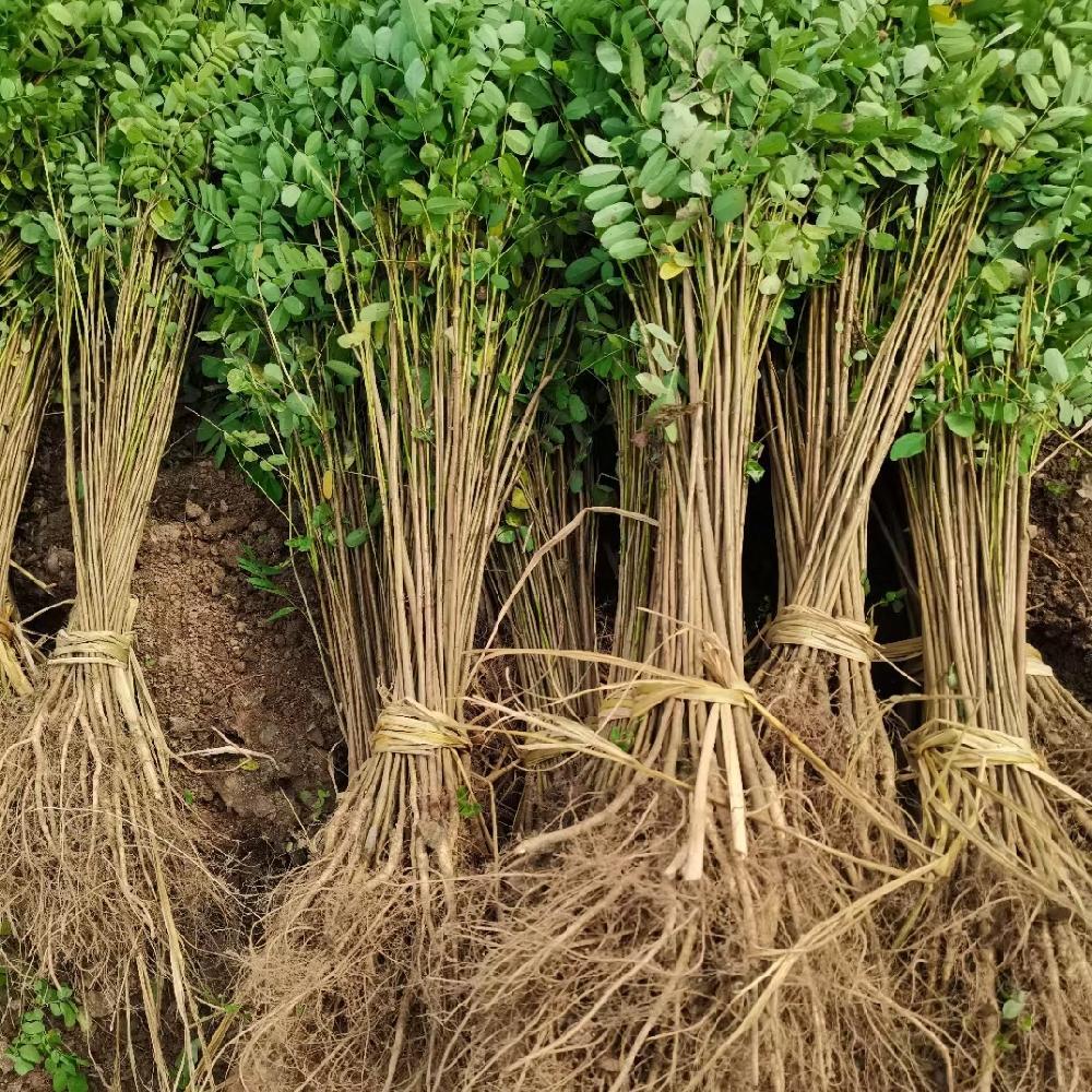 紫穗槐苗供应 基地批发紫穗槐护坡 紫穗槐价格