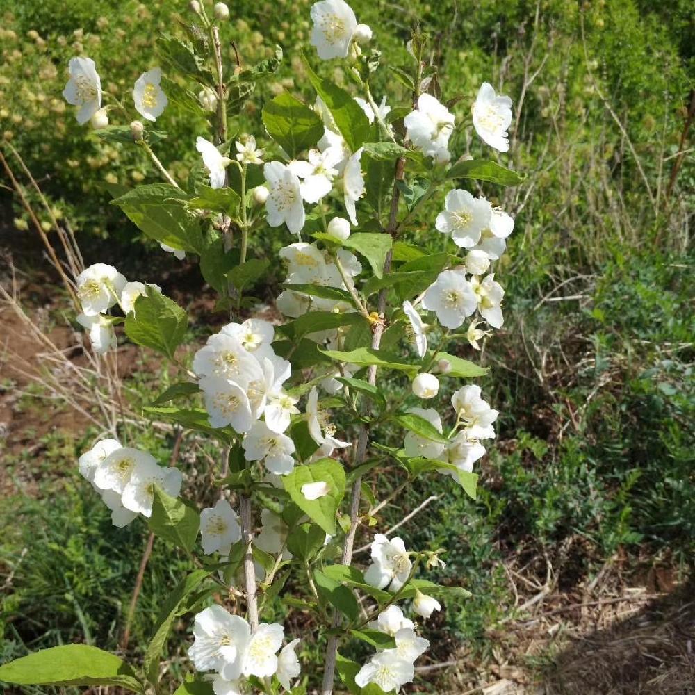  东北山梅花批发 高度60-1.5米 自家树苗 无中间商 价格优惠