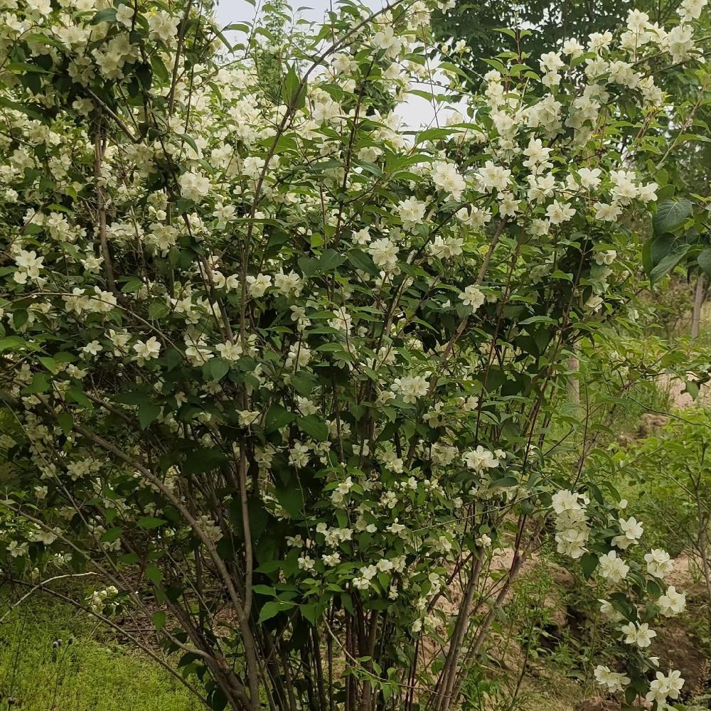  东北山梅花批发 高度60-1.5米 自家树苗 无中间商 价格优惠