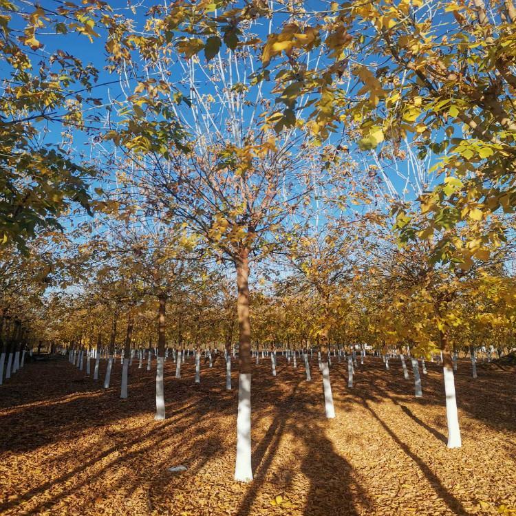  糖槭树苗 8公分 糖槭苗价格 苗圃直销 彦涛苗圃