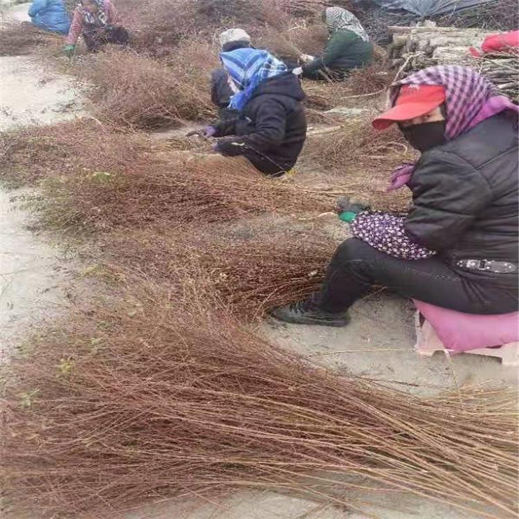 彦涛苗圃 雪柳小苗价格 雪柳干枝供应商 全国包邮