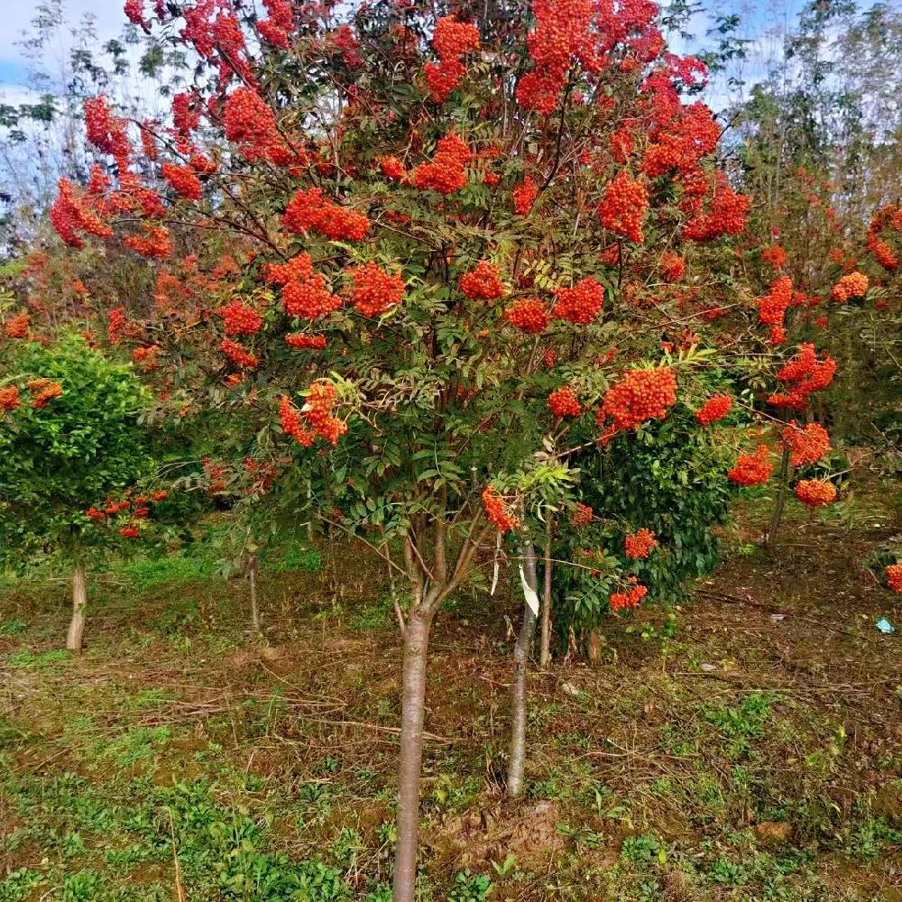  百花花楸价格 夏季观花 冬季赏果 小区庭院绿化树苗 彦涛苗圃直供