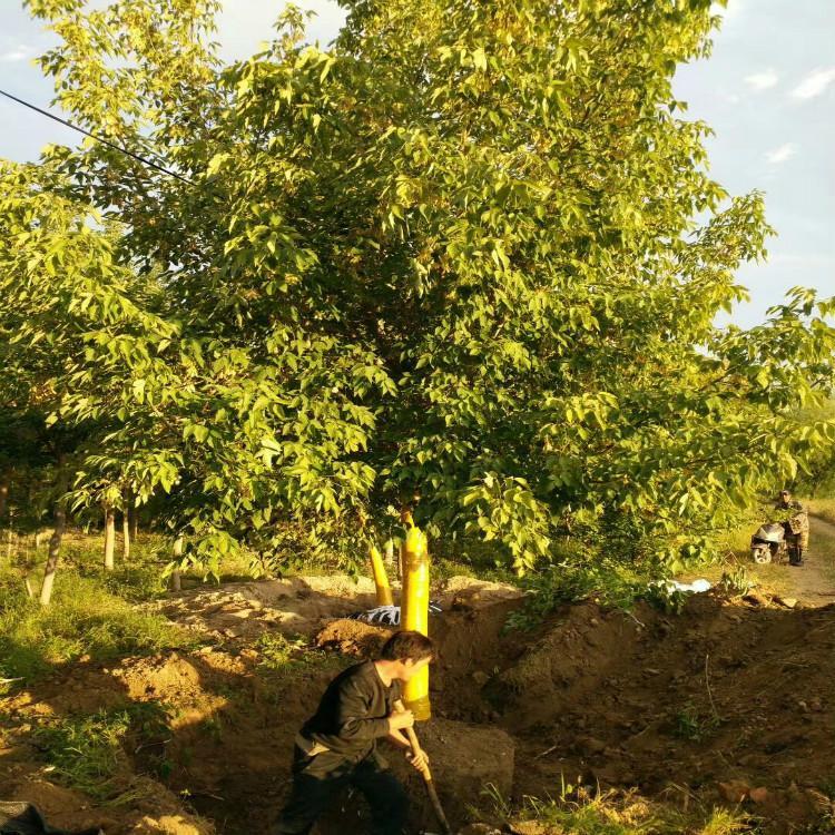  糖槭树苗 8公分 糖槭苗价格 苗圃直销 彦涛苗圃