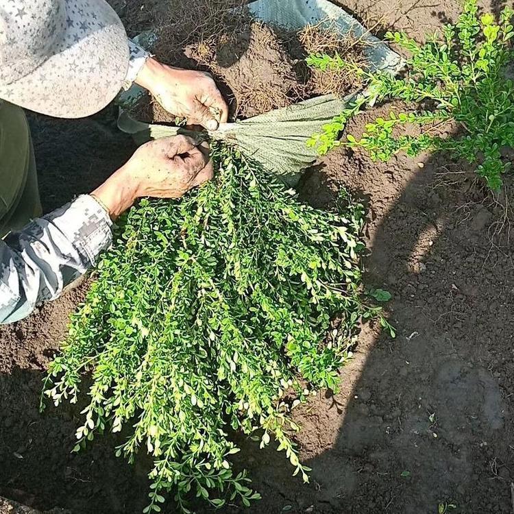彦涛苗圃 黄杨价格 朝鲜黄杨价格 小叶黄杨价格