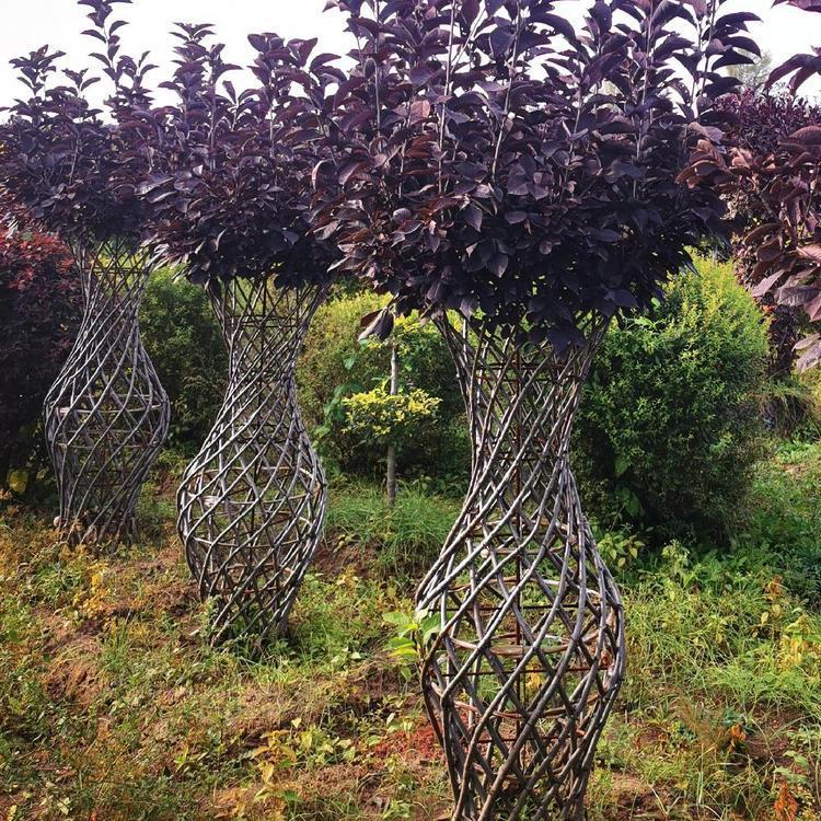 紫叶稠李 彦涛苗圃 紫叶稠李花瓶价格 紫叶稠李造型树价格