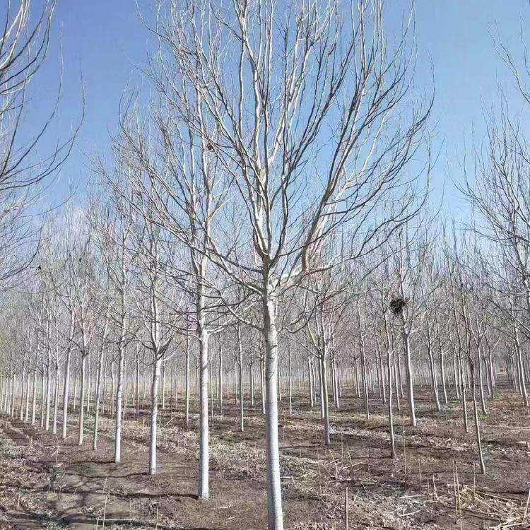10公分银中杨价格 彦涛苗圃 银中杨10公分
