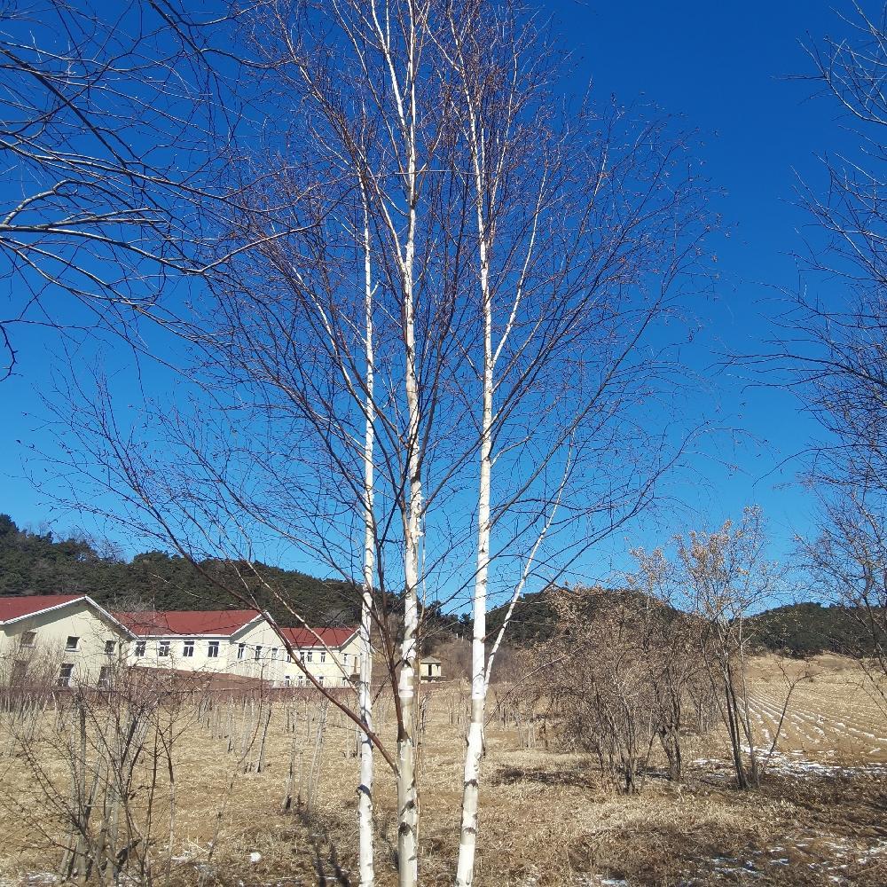 苗圃直供丛生白桦树 丛生白桦价格 彦涛苗圃