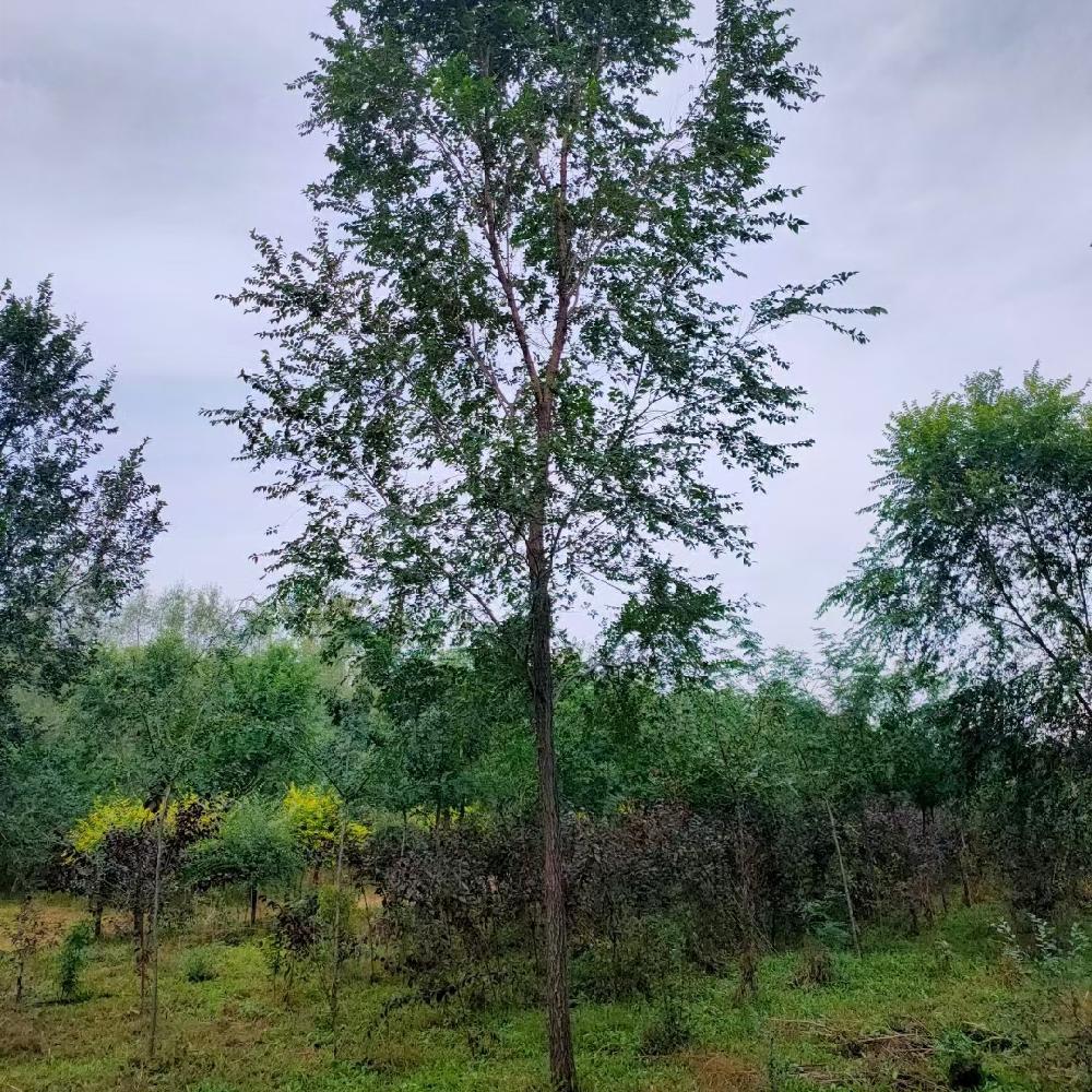  榆树价格 抗旱耐寒 白榆树8-10公分 平头发帽 树形优美 彦涛苗圃