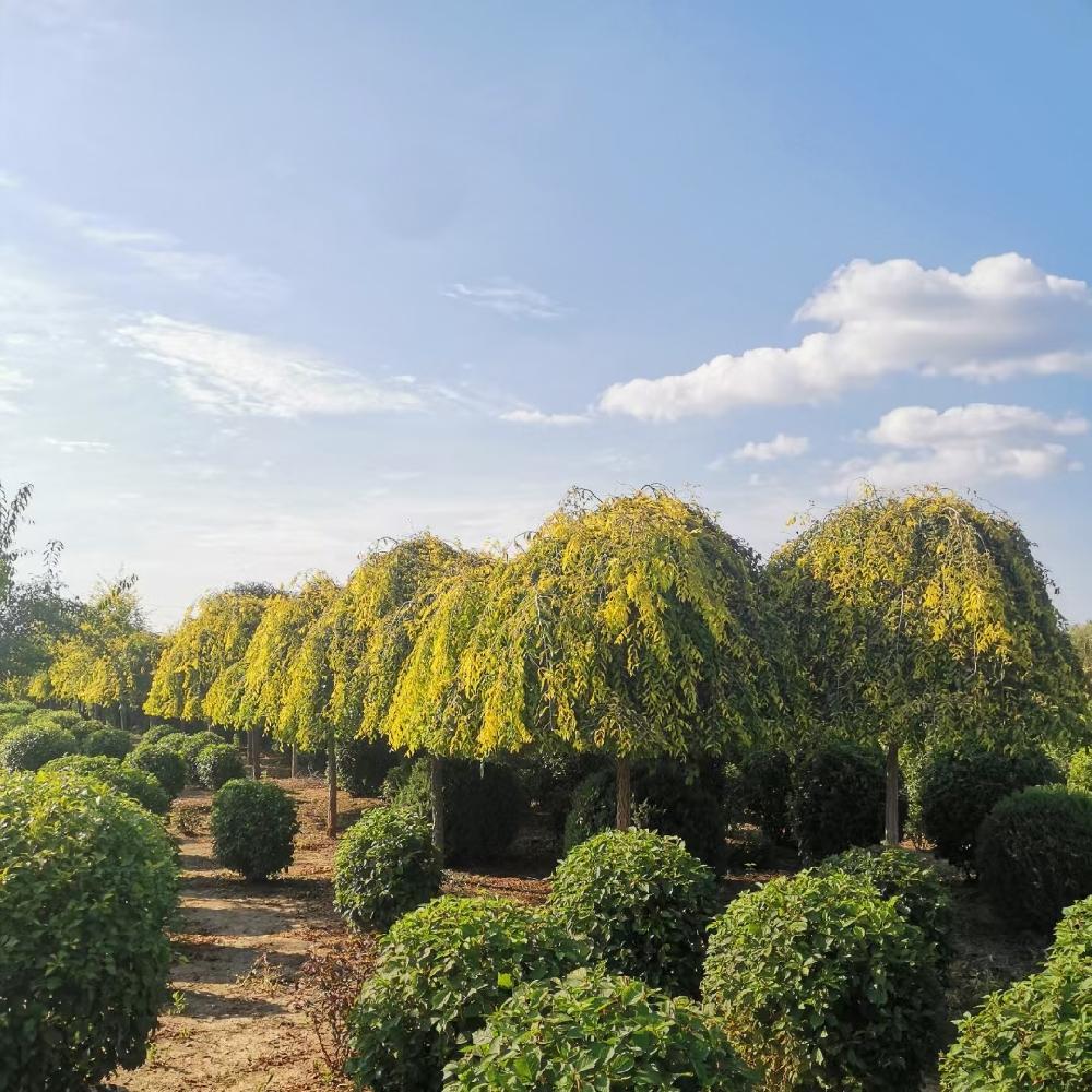 金叶垂榆价格 城市街道绿化  金枝垂榆 喜光耐旱 彩叶观赏树种 彦涛苗圃