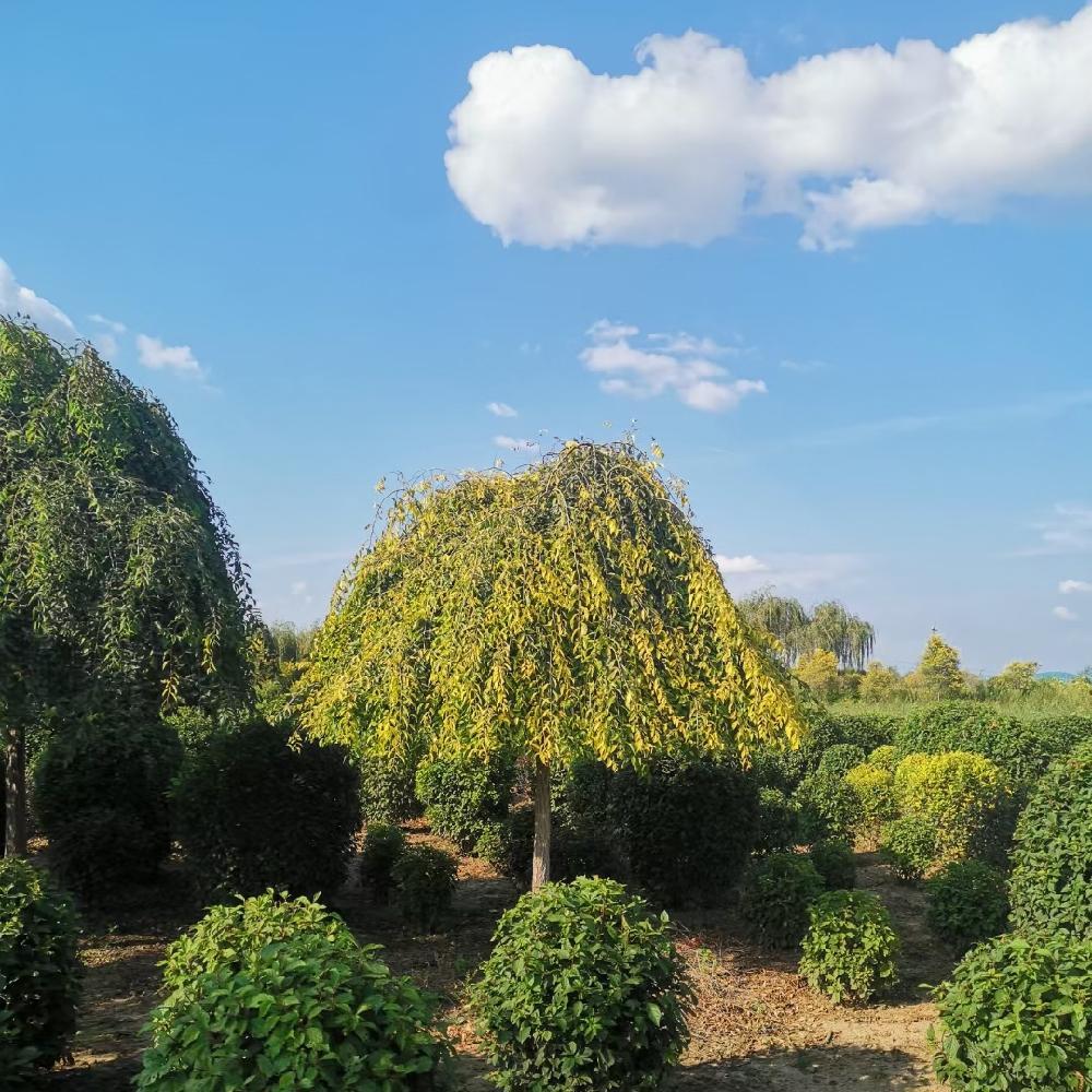 金叶垂榆价格 城市街道绿化  金枝垂榆 喜光耐旱 彩叶观赏树种 彦涛苗圃