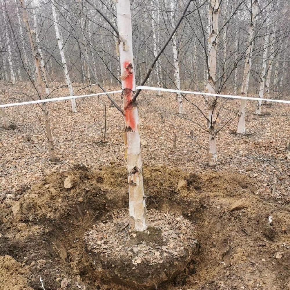 白桦价格 彦涛苗圃 独杆白桦 单杆白桦树