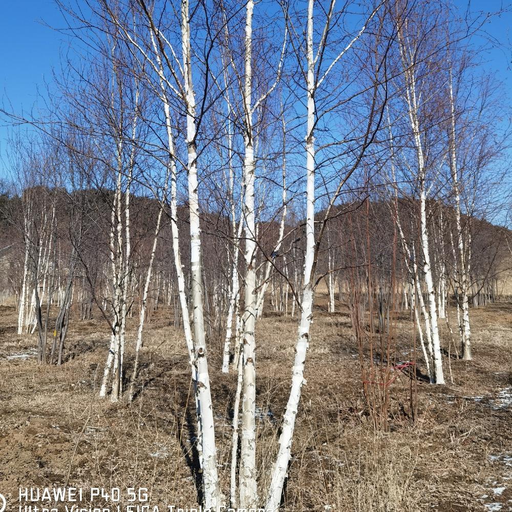 苗圃直供丛生白桦树 丛生白桦价格 彦涛苗圃
