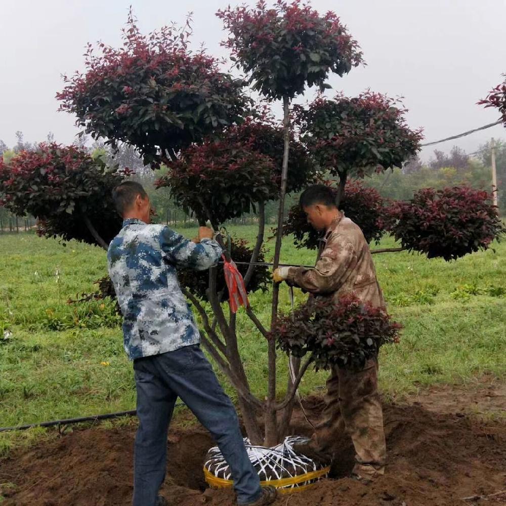 彦涛苗圃 造型红叶李价格  精品红叶李造型树 
