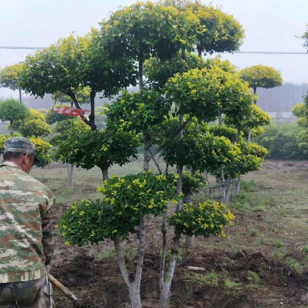造型金叶榆价格 造型金叶榆 高度3-6米 造型树苗圃直供