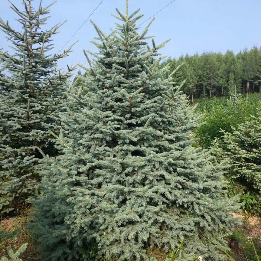   云杉苗价格优惠 青仟云杉苗 直销 青仟云杉树苗 工程报价