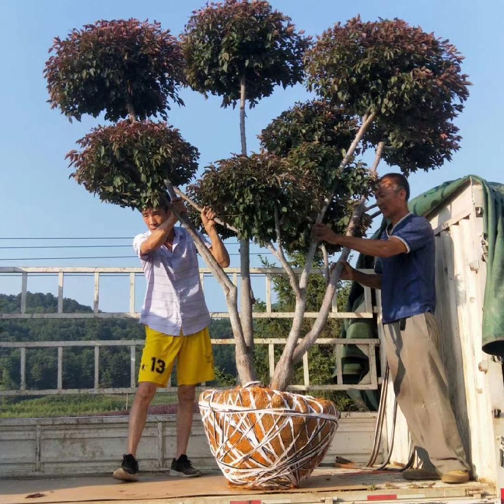 彦涛苗圃 造型红叶李价格  精品红叶李造型树 