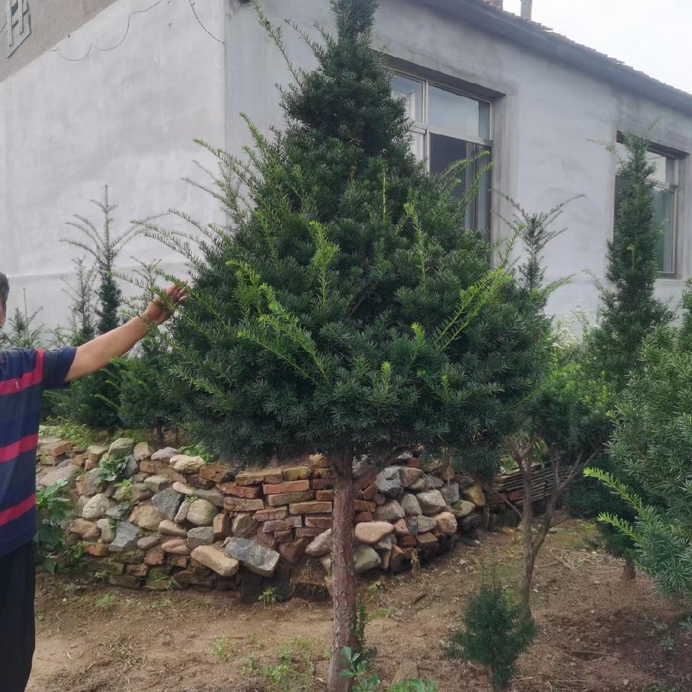  红豆杉树苗价格 红豆杉造型价格 彦涛苗圃