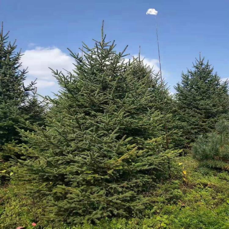 红皮云杉价格  红皮云杉高度1-8米直供 红皮云杉东北基地直销 彦涛苗圃