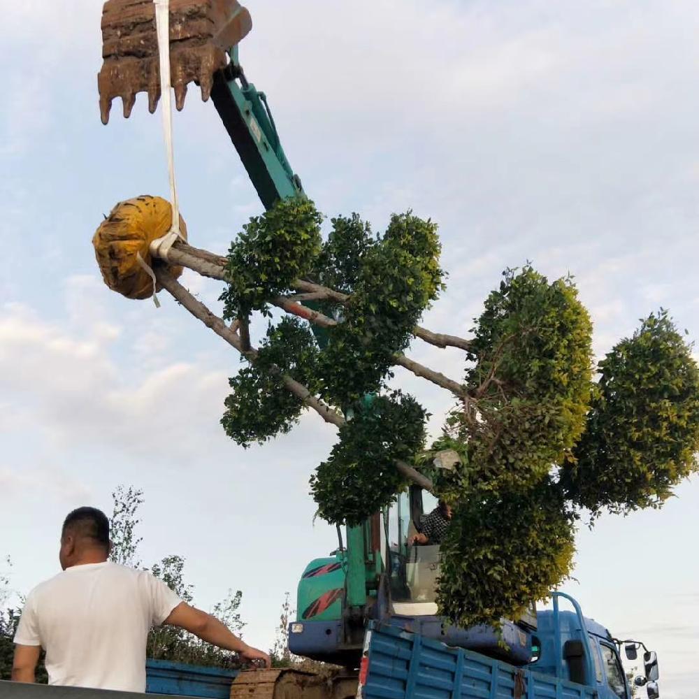 造型金叶榆价格 造型金叶榆 高度3-6米 造型树苗圃直供