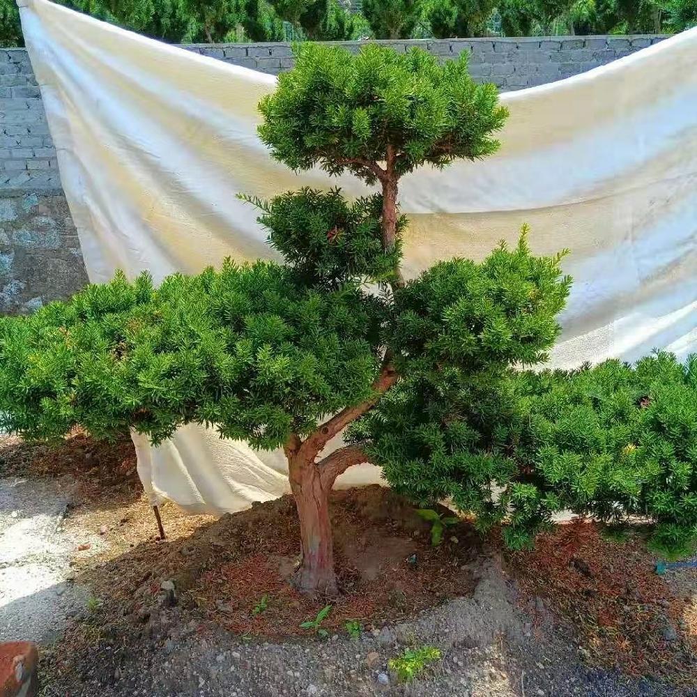  红豆杉树苗价格 红豆杉造型价格 彦涛苗圃