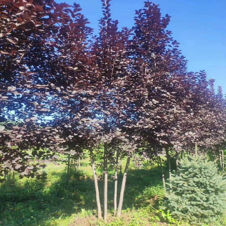  丛生紫叶稠李价格  高度5-10米 绿化工程精品丛生树 彦涛苗圃