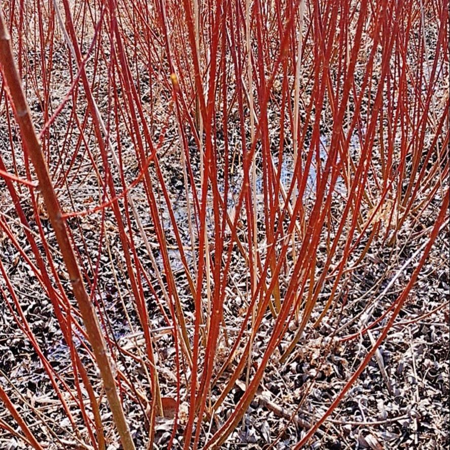  杞柳树苗 红杞柳1米以上 杞柳小苗价格 送货到场 彦涛苗圃 
