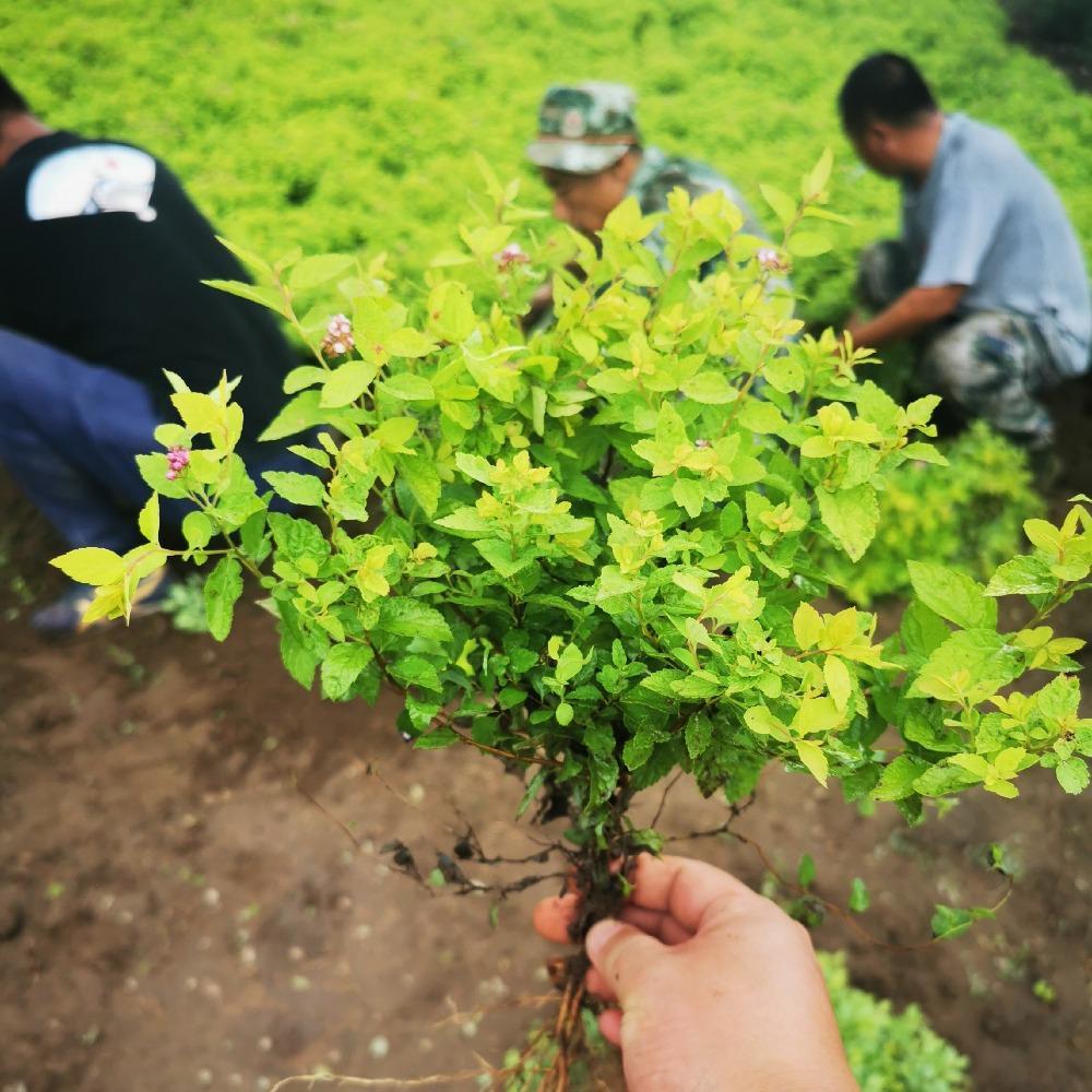 金山绣线菊苗 金山绣线菊树苗价格合理 彦涛苗圃直供 
