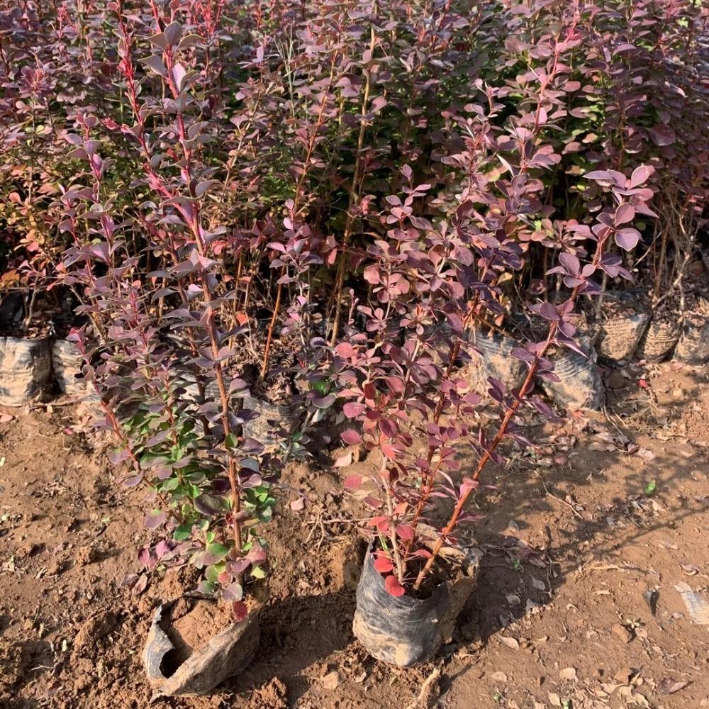紫叶小檗价格 喜光耐旱 小区绿化色块苗 欢迎订购