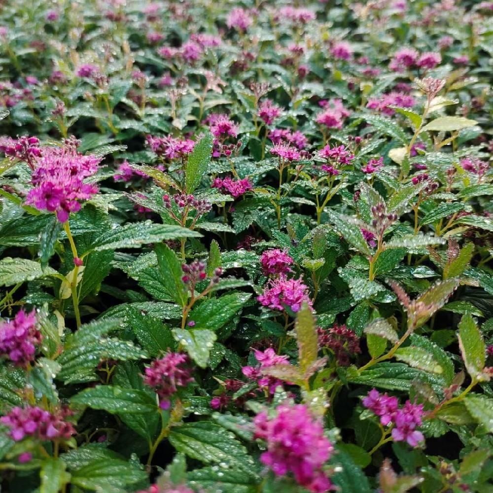  日本绣线菊价格 花坛绿化观赏植物 粉花绣线菊 日本绣线菊杯苗 彦涛苗圃 