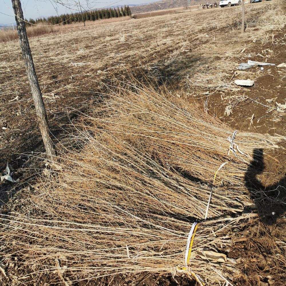 地接金叶榆篱苗 丛生金叶榆价格 彦涛苗圃 